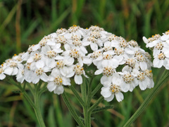 Achillea millefolium