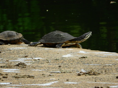 Phrynops geoffroanus