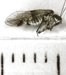 Clematostigma maculiceps