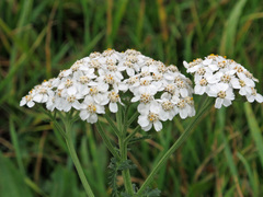 Achillea millefolium