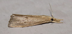 Xubida panalope