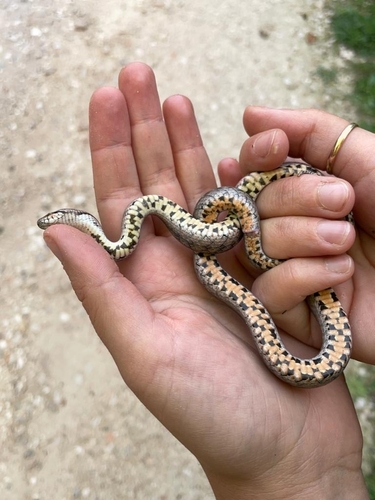 Southern Smooth Snake