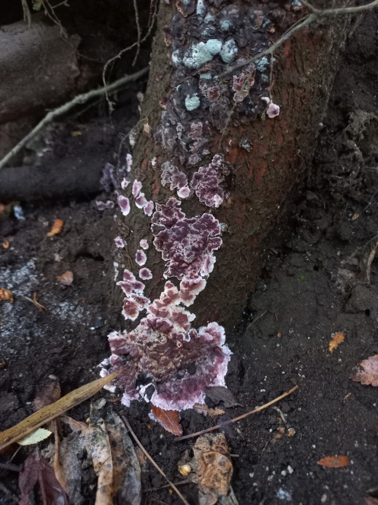 Chondrostereum purpureum · June 2023 · photo: © ariadnat (iNaturalist, cc-by)