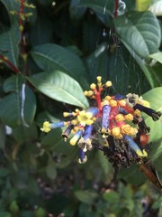 Palicourea corniculata