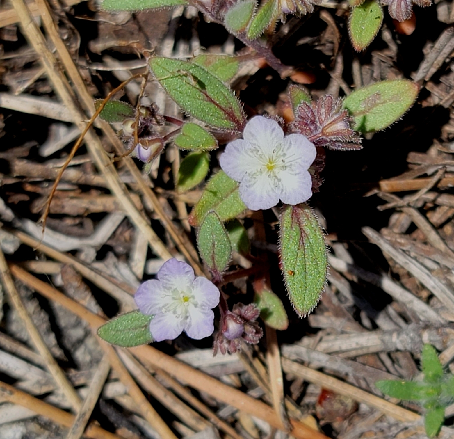 Phacelia eisenii