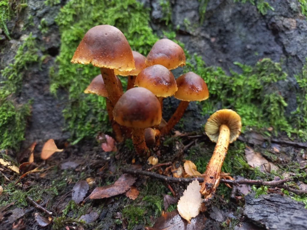 Hypholoma frowardii · June 2023 · photo: © ariadnat (iNaturalist, cc-by)