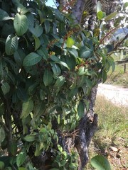 Palicourea corniculata