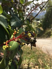 Palicourea corniculata