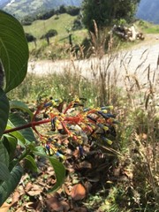 Palicourea corniculata