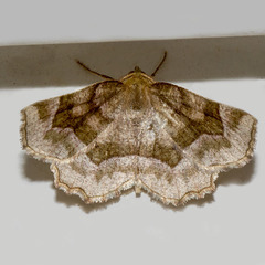 Metarranthis refractaria