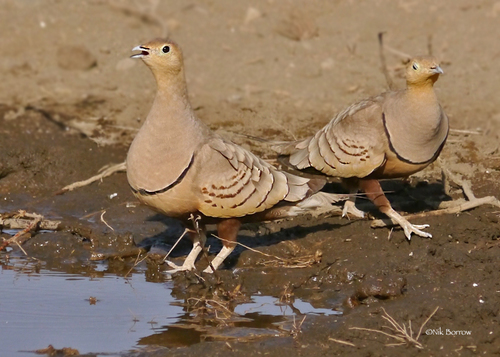 Chestnut-bellied Sandgrouse