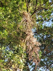 Tillandsia utriculata