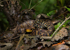 Andean Lancehead photo 2