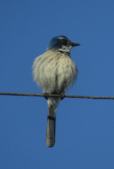 Aphelocoma californica