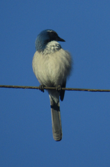 Aphelocoma californica