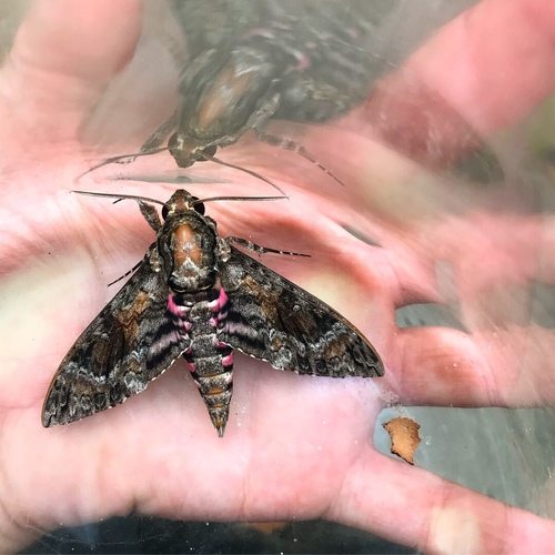 Pink-spotted Hawkmoth photo 5