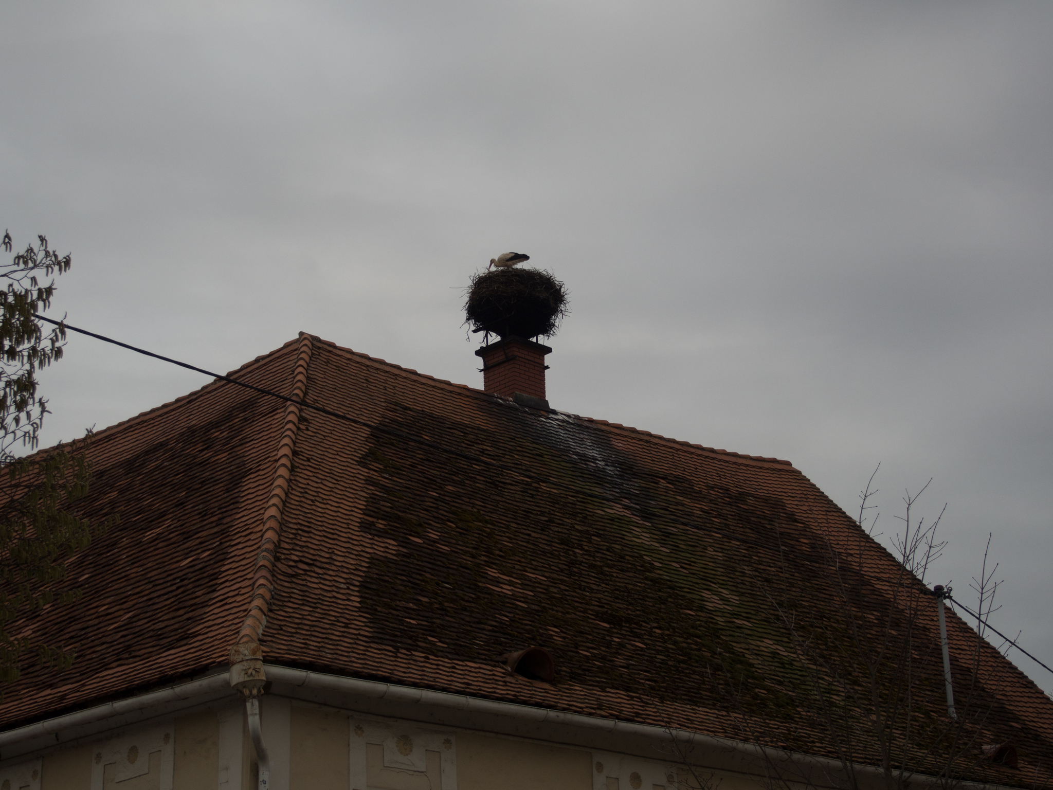 白鹳