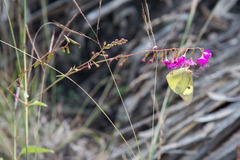 Cyphomeris gypsophiloides
