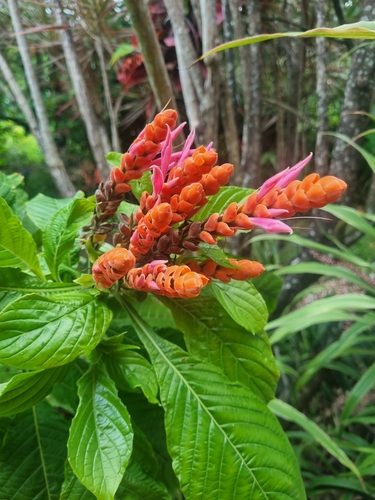 Aphelandra sinclairiana