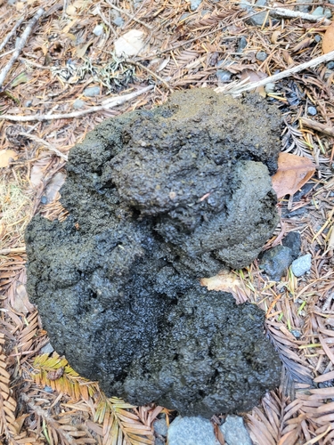 iNaturalist observation photo of American Black Bear