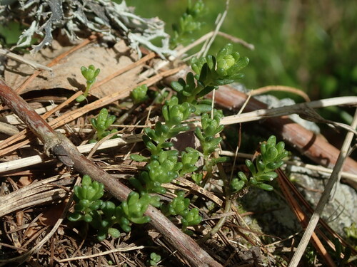 rozchodník alpínsky (Sedum alpestre)