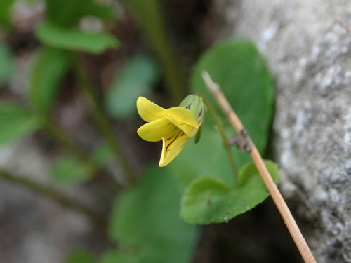 fialka dvojkvetá (Viola biflora)