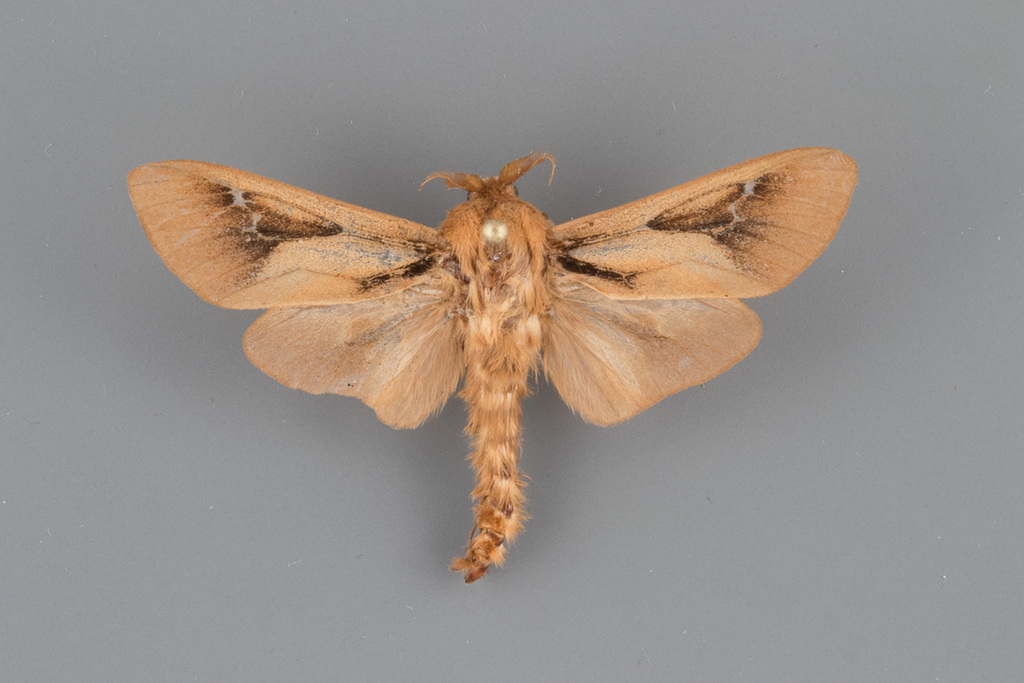 Oiketicus townsendi