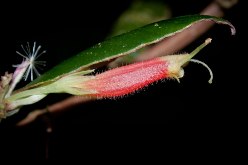 Columnea byrsina