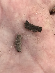 Dipodomys deserti