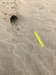 Dipodomys deserti