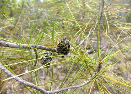 Pinus cubensis, 2022-08-19