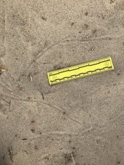 Dipodomys deserti