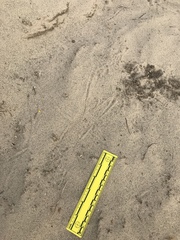 Dipodomys deserti