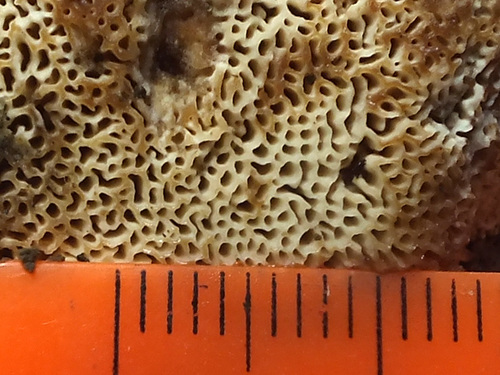 Spindulinis Skylenis nuotrauka