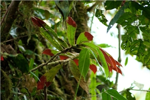 Columnea cuspidata