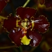 Oncidium candelabrum - Photo (c) Daniel Higuita Tamayo, some rights reserved (CC BY-NC), uploaded by Daniel Higuita Tamayo