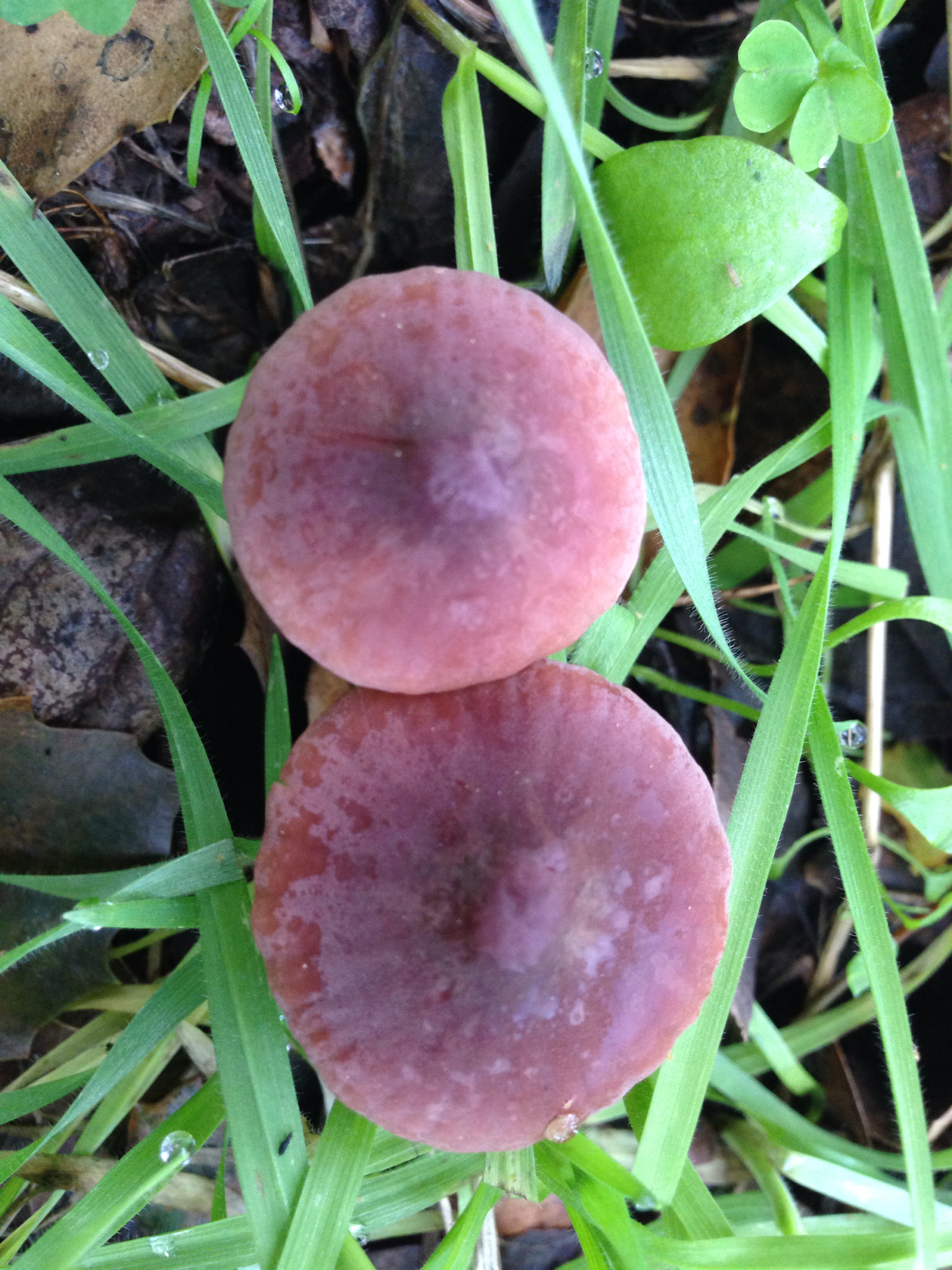 Marasmius plicatulus image