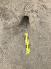 Dipodomys deserti