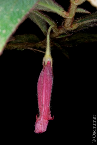 Columnea dictyophylla
