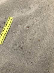 Ammospermophilus leucurus