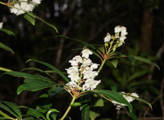 Anopterus glandulosus