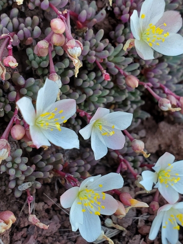 Phemeranthus sediformis, photograph 6