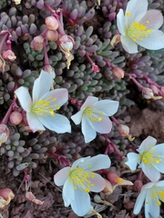Phemeranthus sediformis, photograph author not stated, no rights reserved