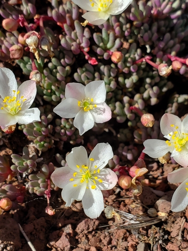 Image of Phemeranthus sediformis by no rights reserved