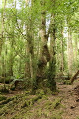 Atherosperma moschatum moschatum