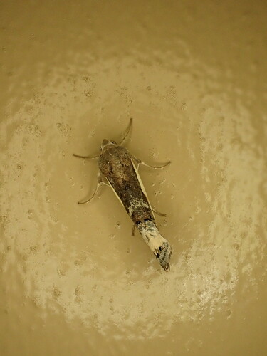 Photo 286683958, (c) pbulman, some rights reserved (CC BYNC