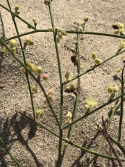Eriogonum deserticola