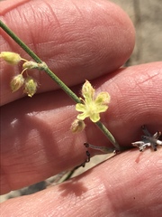 Eriogonum deserticola
