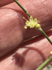 Eriogonum deserticola