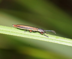 Eurispa vittata